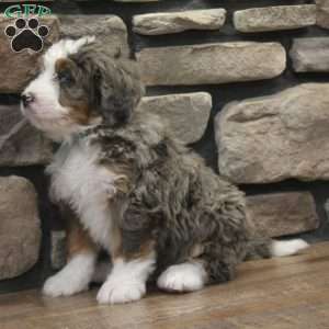 Ren, Mini Bernedoodle Puppy